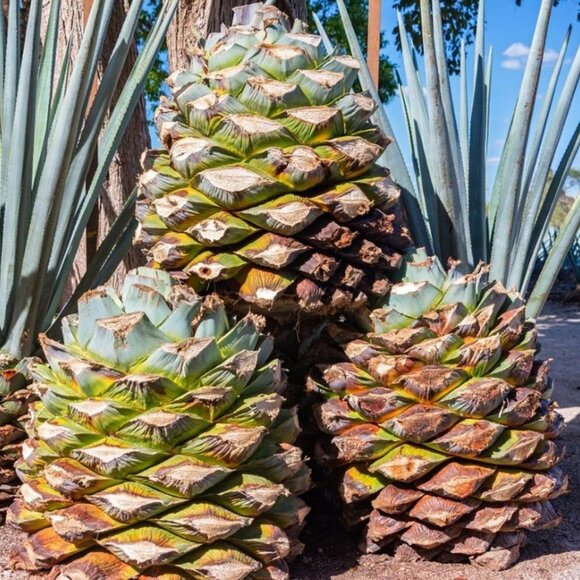 Reposado Tequila Corralejo Empty 1000ml Collectible Bottle! - Picture 16 of 16